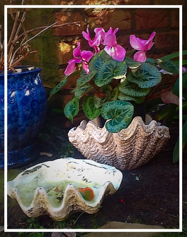 My Garden Clam Shells