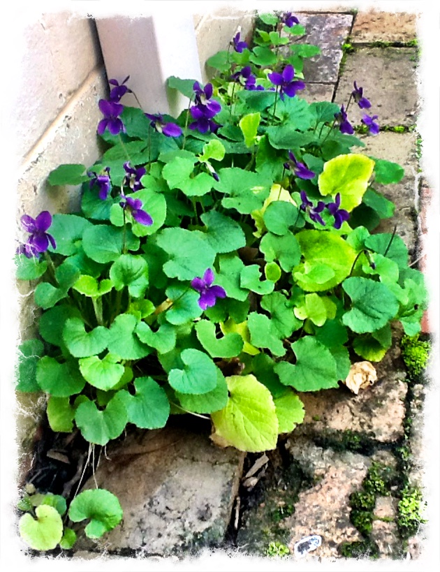 Violet Elliotts Violets