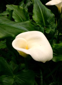 white-arum-lily-image