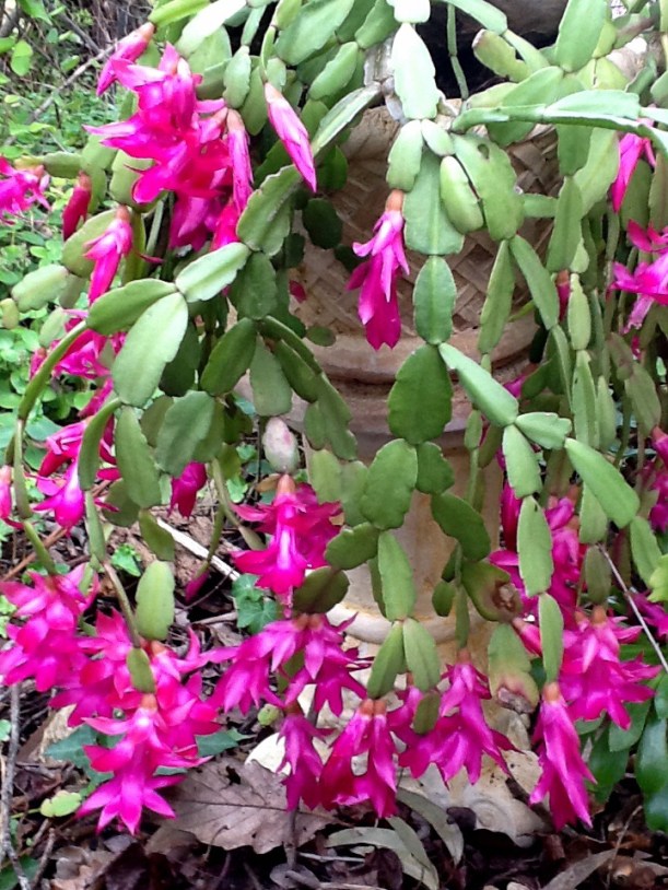 best-rock-n-roll-blooms