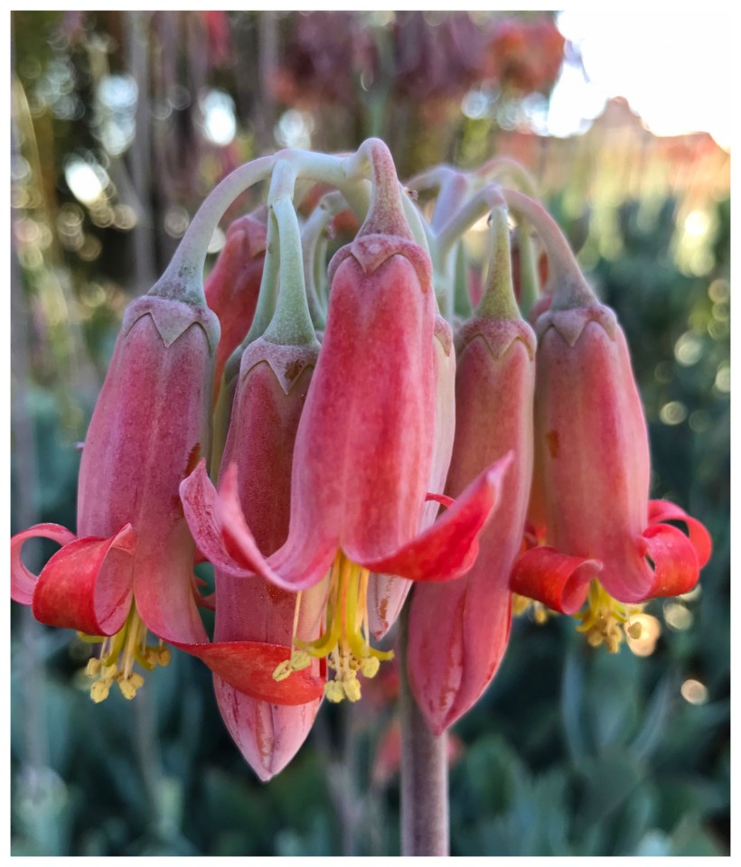 bells-1